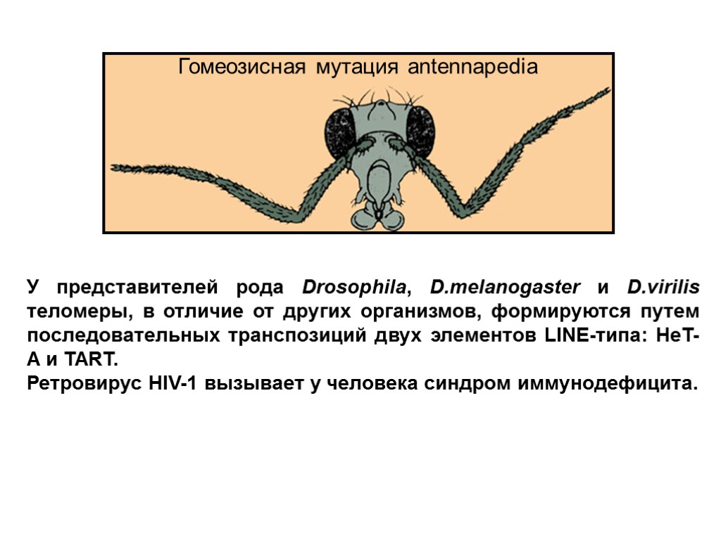 У представителей рода Drosophila, D.melanogaster и D.virilis теломеры, в отличие от других организмов, формируются